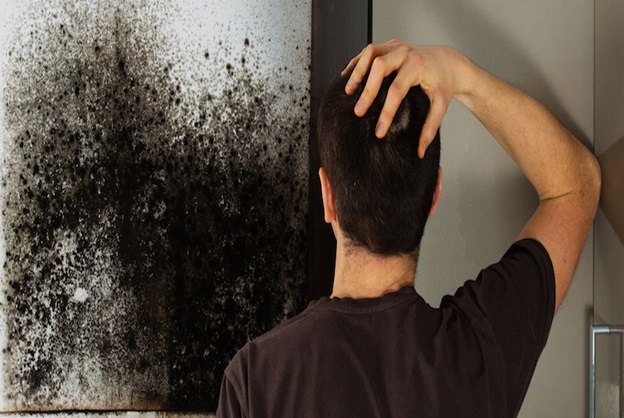  How To Remove Mold From Painted Drywall