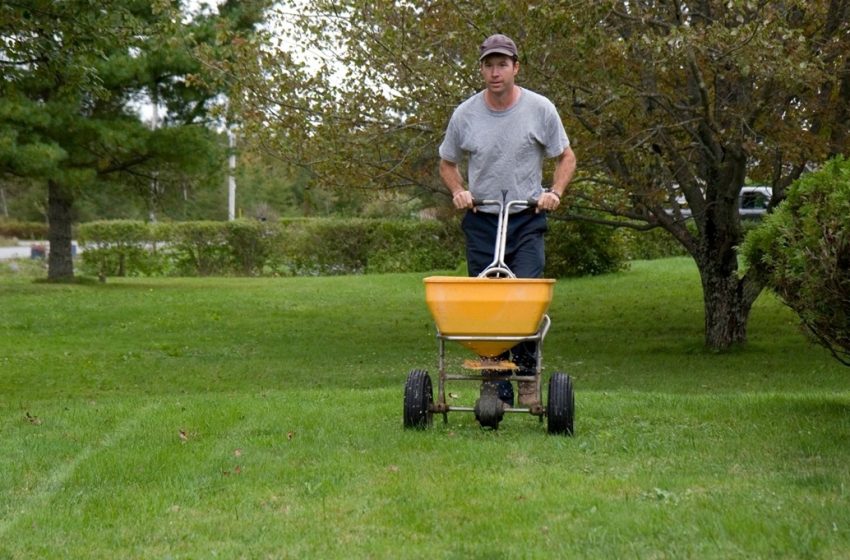 best time to fertilize your Lawn