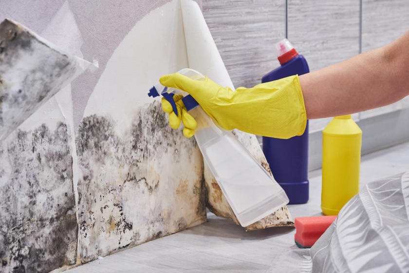  What Factors Should You Take Into Account For Effective Mold Removal?