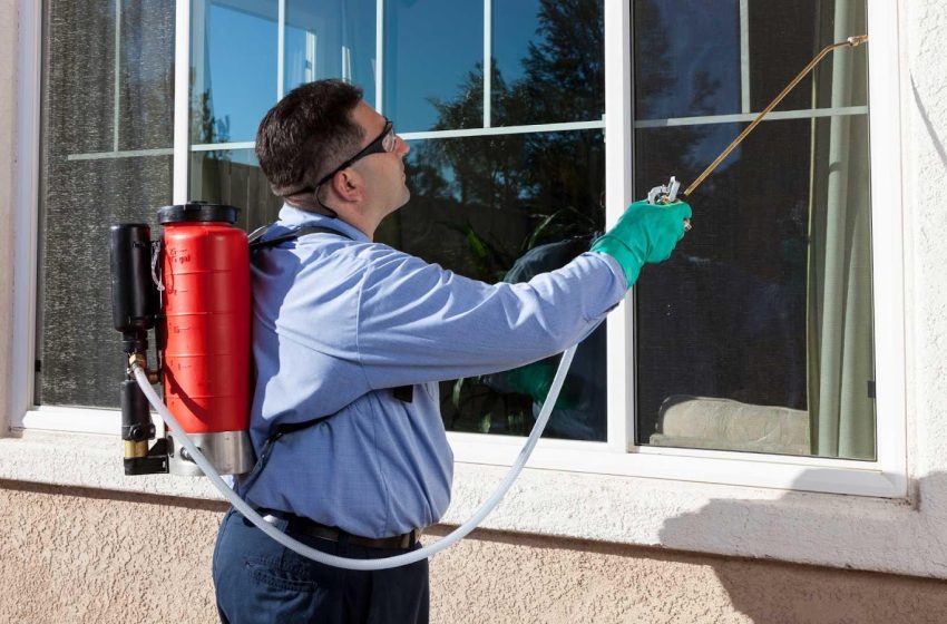  How to Choose the Right Pest Control Service for Your Phoenix Home