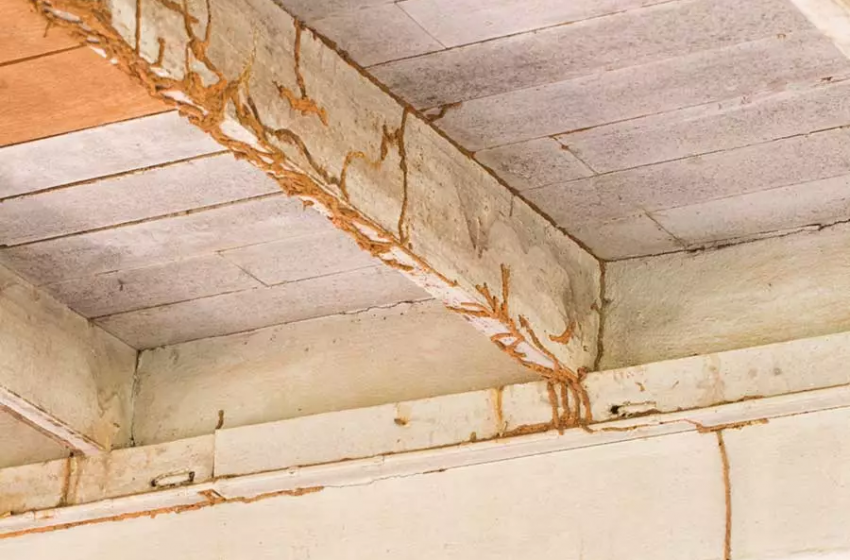  How to Look for Termite Damage