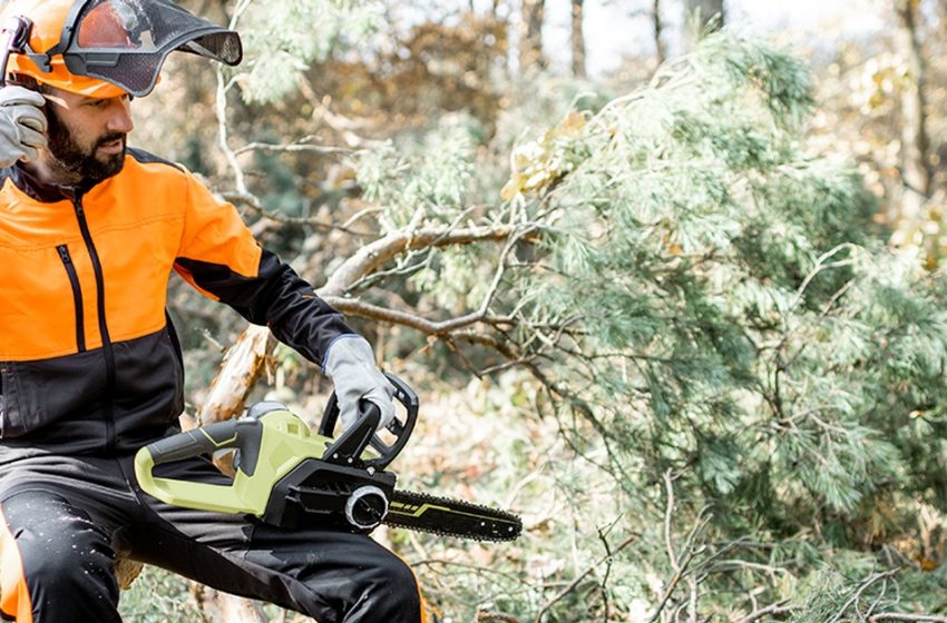  How to Select a Certified Arborist in Toronto