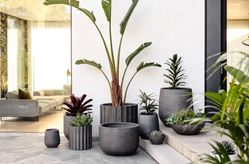 The Rise of Modern and Decorative Planters in Texas Homes