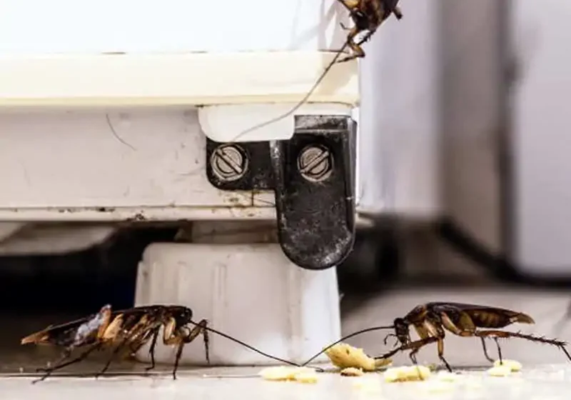 Seasonal Pest Problems: What to Expect This Fall and Winter (and How to Prepare)