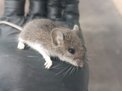The Santa Ana River Effect – Why Rodents Head for Riverside Homes in Winter