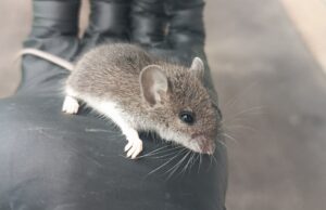 The Santa Ana River Effect – Why Rodents Head for Riverside Homes in Winter